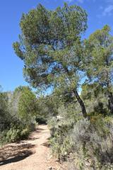 Wanderweg auf Mallorca im Frühling