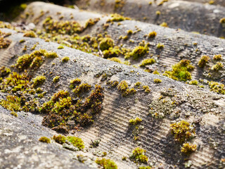 Moss plants are formed on the roof of the building.