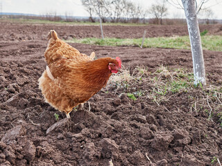 The chicken feeds on worms on freshly plowed land.