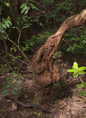 Fototapeta premium Tenerife, tangled and dark forests of Anaga rural park in the north east part of the island