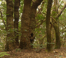 Tenerife, tangled and dark forests of Anaga rural park in the north east part of the island