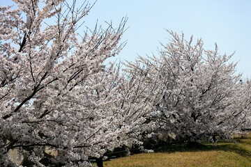 日本の満開の桜の風景