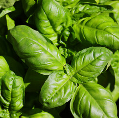 background of many green leaves of Basil plant