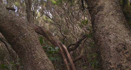 Fototapeta na wymiar Tenerife, tangled and dark forests of Anaga rural park in the north east part of the island