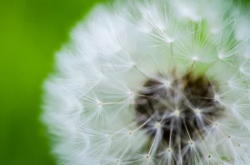 Rolgordijnen Dandelion flower. Dandelion flower on green blur background. Macro closeup.  © caocao191