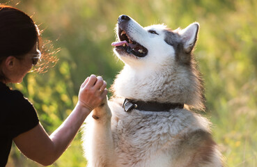 Cute happy Alaskan malamut dog high five to his owner girl and holding his paw in her hand with summer field background - obrazy, fototapety, plakaty