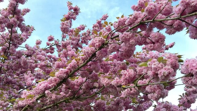 Blooming pink flowers in the park. High quality 4k footage