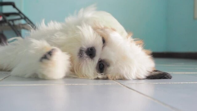 Playful puppy lies on the grounds of the house and scratching his face because it itch.