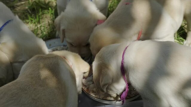 Cute yellow puppies Labrador Retriever in garden eats from a plate, 4k