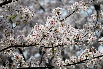 日本の美しい桜の花のクローズアップ
