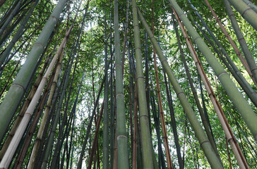 iforest of tall canes of bamboo plants with leaves that are the favorite food of pandas