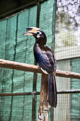 Bird in national park name Great hornbill