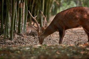 Deer in national park name Hog deer, brow antlered deer