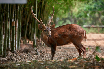Deer in national park name Hog deer, brow antlered deer