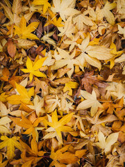Flora, Trees, Leaves, Autumnal, Autumn, Fall, Orange, Mood, 