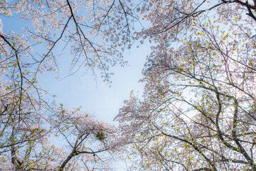 桜越しの空