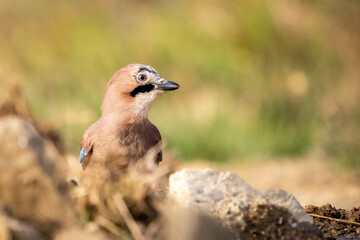 Eurasian Jay