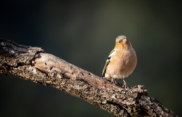 Common Chaffinch