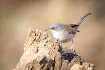 Sardinian Warbler