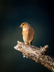 Common Chaffinch