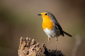 Robin