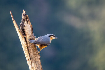 Nuthatch