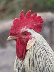 portrait of a rooster