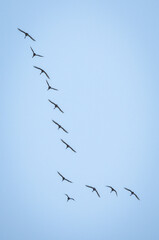 Wildlife, Southern Iceland