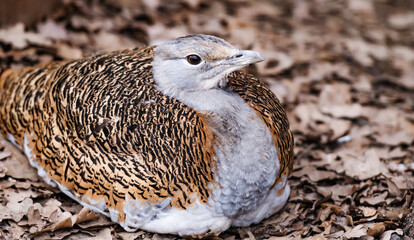 Beautiful bustard bird sitting on the ground in the park in autumn time