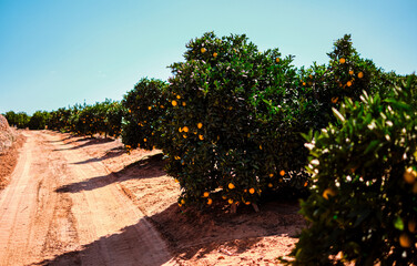 Naklejka premium Juicy and just waiting to be picked. Shot of oranges growing on trees on a farm.