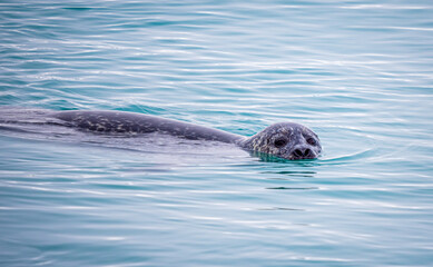 Seal, Jökulsárlón, Southern Iceland