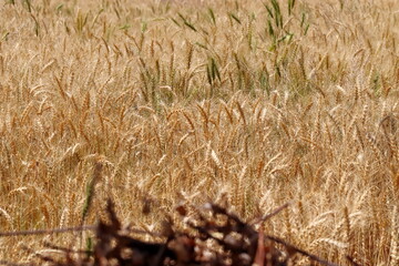 photo of Golden crop of ripe wheat in the field