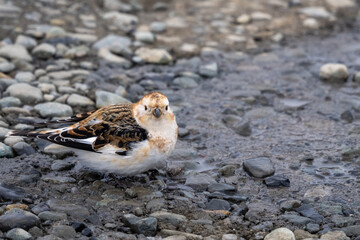 Around Jökulsárlón, Southern Iceland