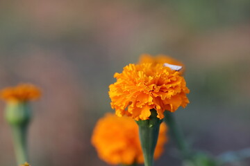 yellow marigold flower blooming in the garden with defocused background