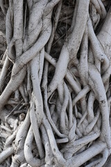 Gewirr von Luftwurzeln an einem Baumstamm