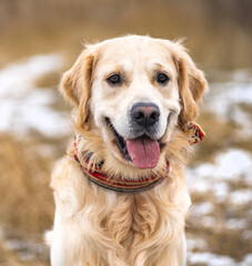 Golden retriever dog in colorful scarf with tongue sticking out staying in the winter field