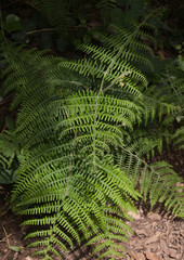 Green fresh fronds of fern natural macro floral background
