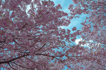 晴天と桜の景色