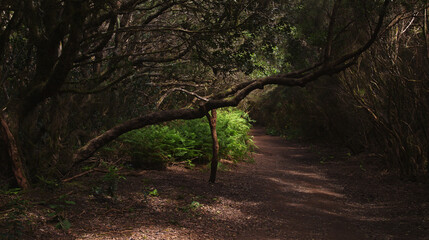Obraz premium Tenerife, tangled and dark forests of Anaga rural park in the north east part of the island
