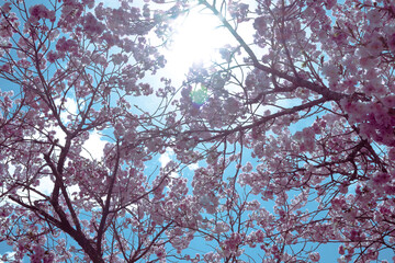 晴天と桜の景色