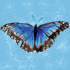 butterflies,butterflies with sequins,blue-black butterfly,exotic butterfly,butterfly with bubbles,butterfly with highlights,butterfly on a sky background,butterfly on a green background