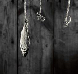 River fish hangs on rope and two ropes side by side on black background