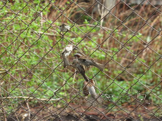 squirrel on a fence