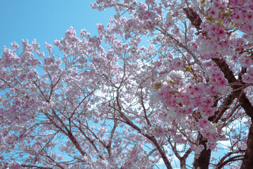 桜と綺麗な青空のバック