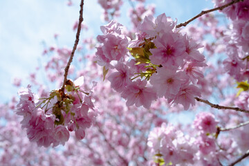 長野県の満開の桜