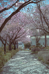 桜のトンネルの道