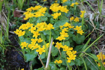 yellow wood flowers with greens leaves in grass