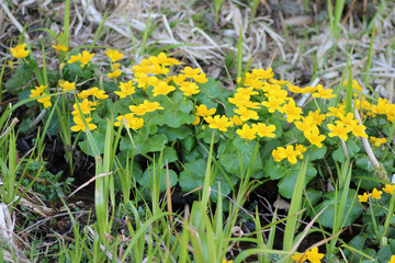 yellow wood flowers with greens leaves in grass