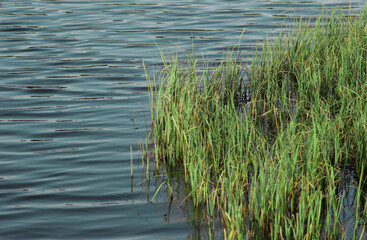 green water plants, grass in a lake in spring in bavaria