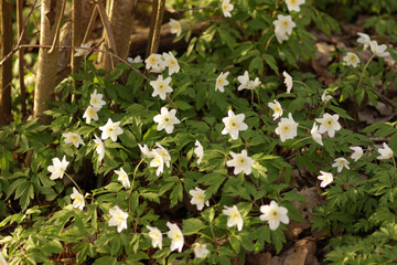 white wood anemone (Buschwindröschen) in spring in german nature, forest, with green background